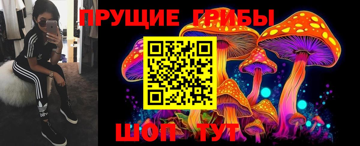 Псилоцибиновые грибы Psilocybe Тайшет